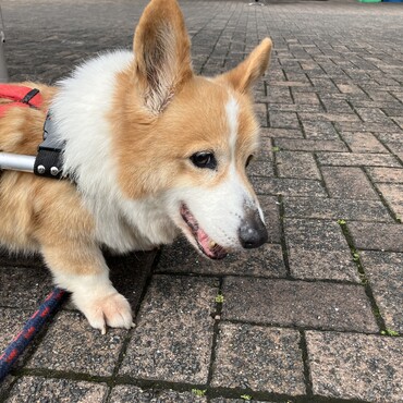 思い出になっちゃいました。お空で元気にしててねーー