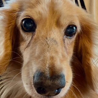 25-W53 全盲のダッ」滋賀県 - 犬の里親募集(528041) :: ペットの