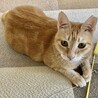 寂しがり屋さん　小柄な茶トラ女子『こまぎく』 サムネイル4