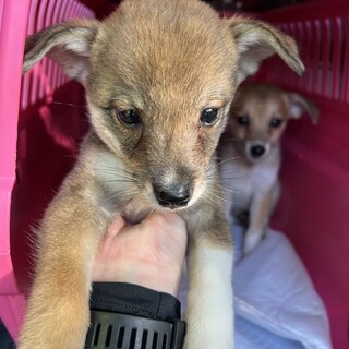 雑種　男の子　②