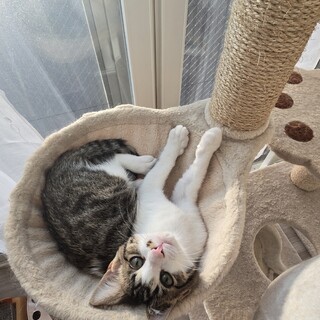 元気な子猫里親募集中