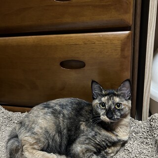 兄妹の そうくんと仲良し やえちゃん