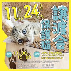 保護猫譲渡会（予約不要）
