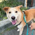 穏やかでお散歩上手な【ピスコくん】♪