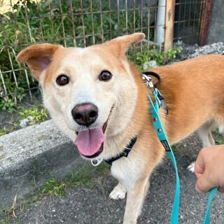 穏やかでお散歩上手な【ピスコくん】♪