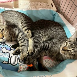 in春日井市☆子猫いっぱい☆猫達を暖かいオウチに迎えよう2025年10月18日（土）ちーむにゃいんず サムネイル1