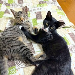 in春日井市☆子猫いっぱい☆猫達を暖かいオウチに迎えよう2025年10月18日（土）ちーむにゃいんず サムネイル2