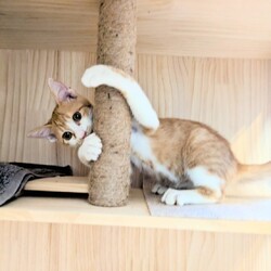 in春日井市☆子猫いっぱい☆猫達を暖かいオウチに迎えよう2025年10月18日（土）ちーむにゃいんず サムネイル3