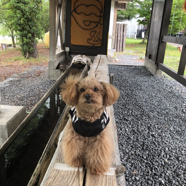 ケンサン&ココチャンのカバー写真
