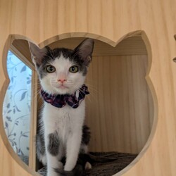 in岡崎市☆子猫もいっぱい☆猫達を暖かいオウチに迎えよう2025年10月18日（土）ちーむにゃいんず サムネイル1