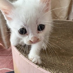 in岡崎市☆子猫もいっぱい☆猫達を暖かいオウチに迎えよう2025年10月18日（土）ちーむにゃいんず サムネイル3