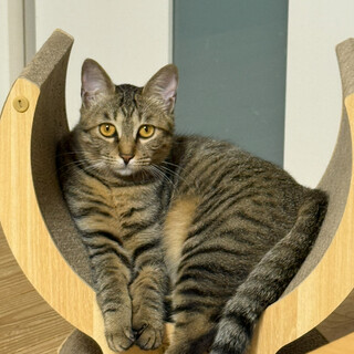 キジトラ “困り顔” がキュート♡ 甘えん坊女子