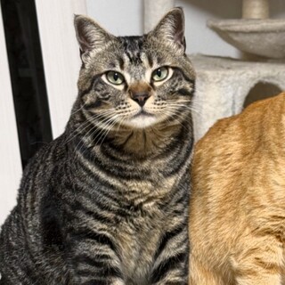 短いしっぽが可愛い♡人慣れ困難な3歳の男の子