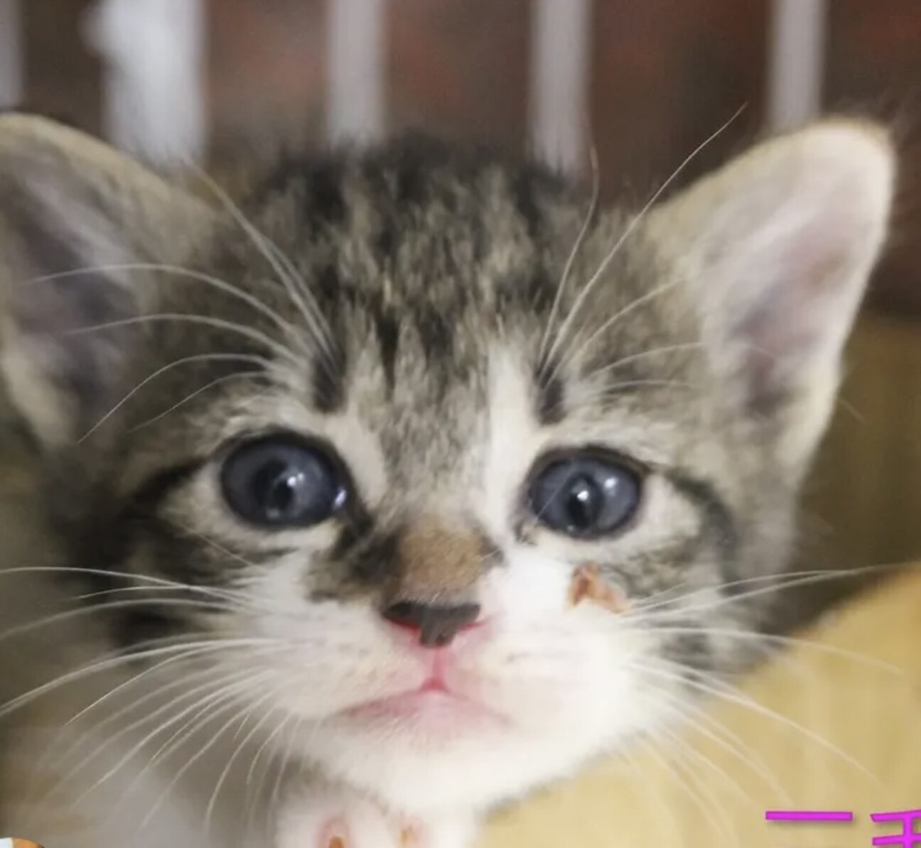 いちごねこ様♡専用ページ ミスドのいちごみるく食べるあざにゃん🍓🩷🤍🍩꒷꒦ . . . #推し