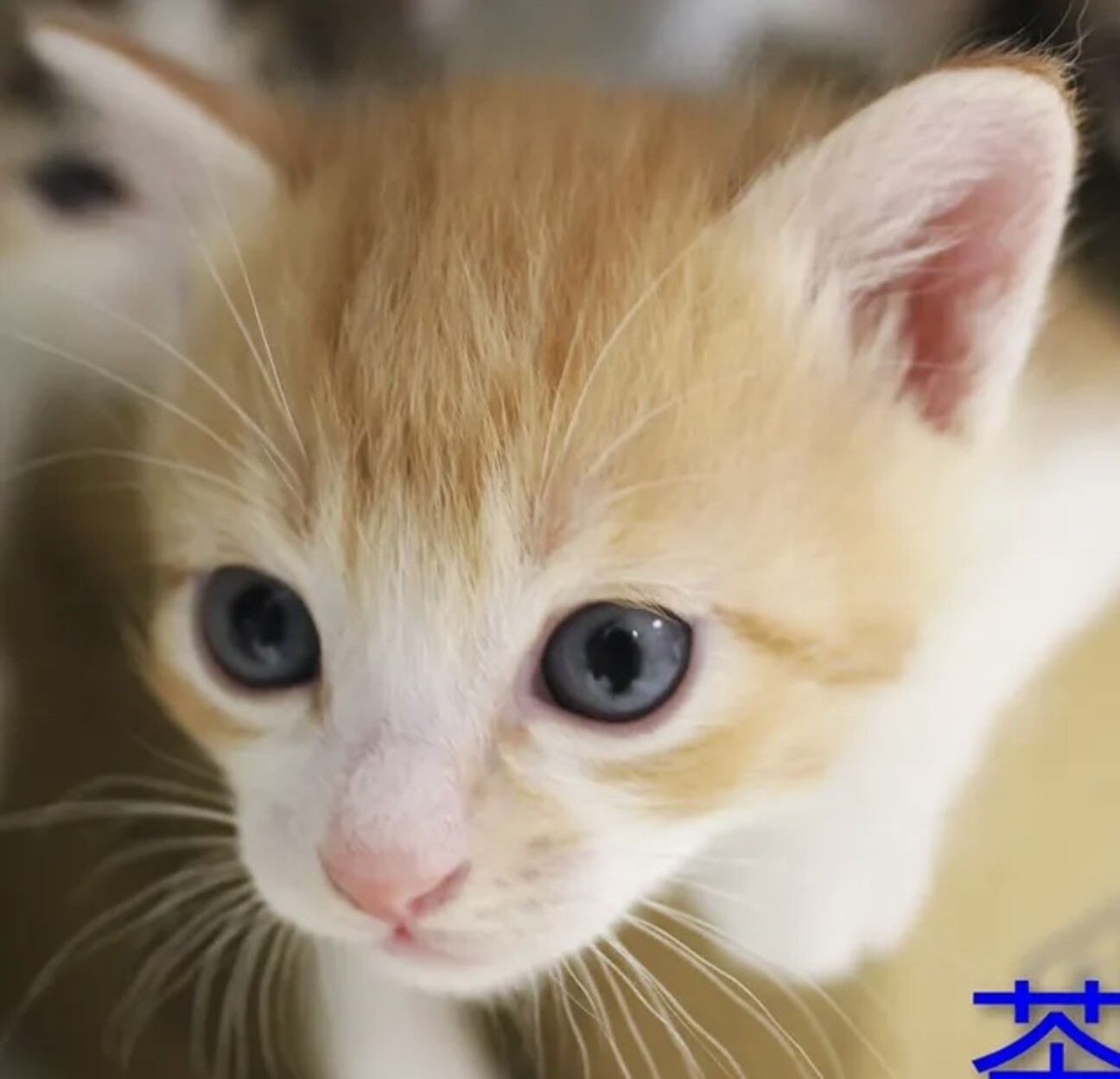生後1ヶ月❤️茶白の子猫」千葉県 - 猫の里親募集(528065) 1枚目の