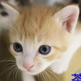 生後1ヶ月❤️茶白の子猫ちゃん♂