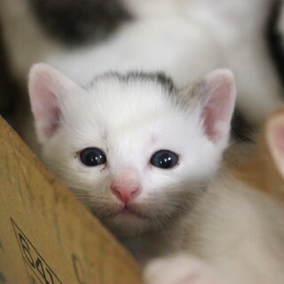 生後1ヶ月❤️シロキジ子猫ちゃん♂