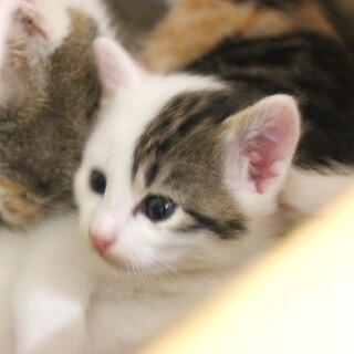 生後1ヶ月❤️キジシロ子猫ちゃん♀