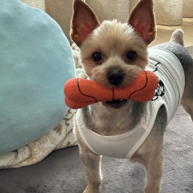 コハツのカバー写真