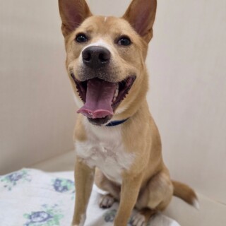 里親様決定いたしました！