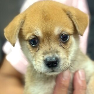 25-M241 可愛い可愛い仔犬ちゃんです♪