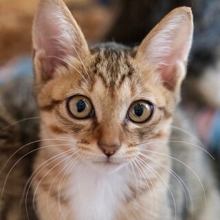 ぽろたん♡家族ができました