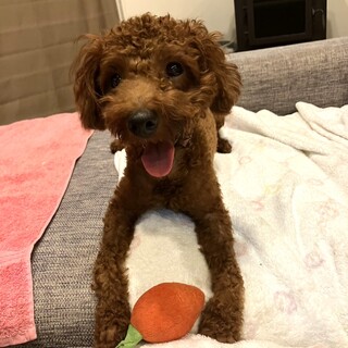 よく遊びよく寝る！やんちゃボーイ《ノヴァ》