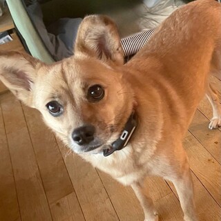 静かな雑種の女の子　きらちゃん