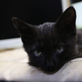 生後4か月の男の子（黒猫）