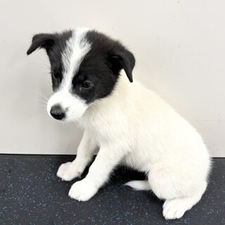 推定2ヶ月齢　可愛い子犬　女のコ