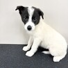 推定2ヶ月齢　可愛い子犬　女のコ サムネイル4