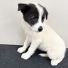 推定2ヶ月齢　可愛い子犬　女のコ サムネイル3