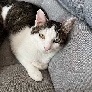 新しい家族を探しています