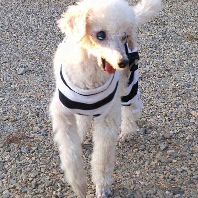 Hiroko Oliviaのカバー写真