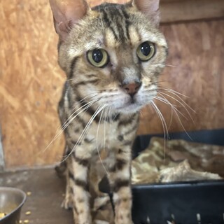 【緊急募集】甘えん坊なオスのベンガル