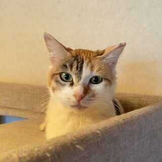 白三毛ペイちゃん　抜歯してスッキリ　里親募集