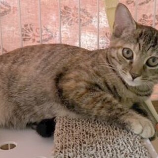 すこし怖がりだけど美猫なキジトラ（兄弟います）