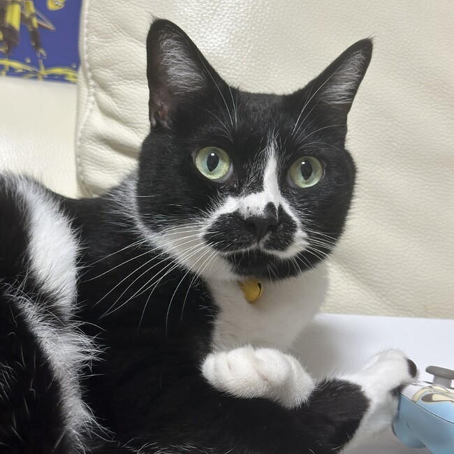 ぶちぼちのカバー写真