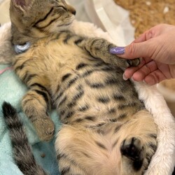 東郷★ねこ譲渡会 サムネイル3