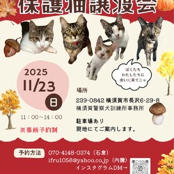 保護猫譲渡会