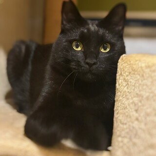 ギャップ萌え王子♡レオ様