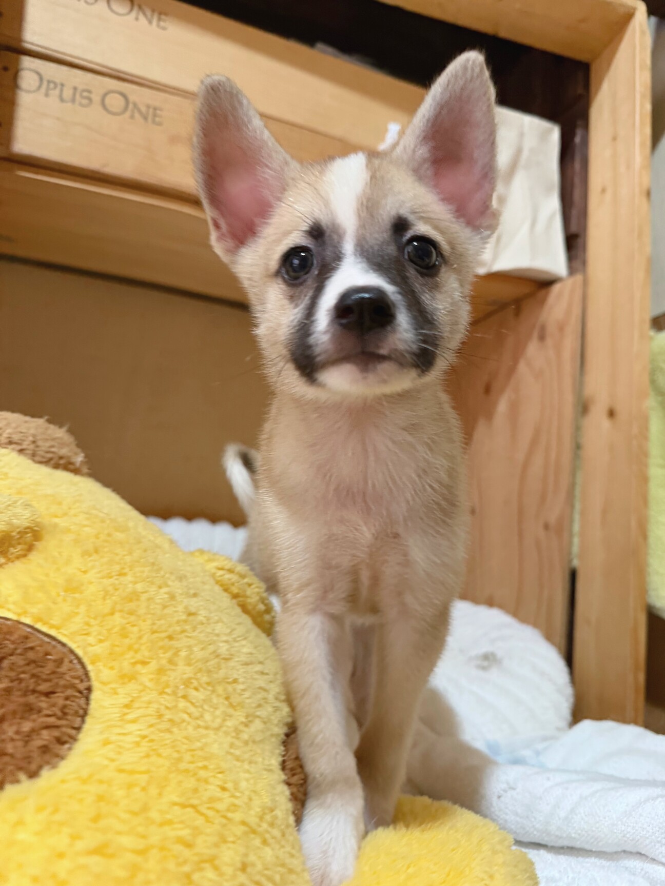 和歌くん 狐カラーの只今」広島県 - 犬の里親募集(527885