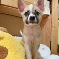 和歌くん　狐カラーの只今チワワサイズ甘えん坊わんこ