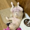 和歌くん　狐カラーの只今チワワサイズ甘えん坊わんこ サムネイル5