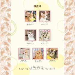 動物病院の保護猫譲渡会 サムネイル3
