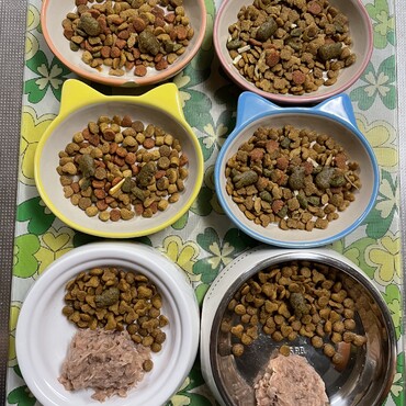 夕食は一の膳はウェットフード、二の膳はドライフード、ブチコママとモンはMIX膳(*^_^*)