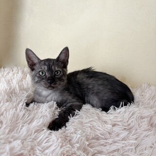 ブラックスモーク兄妹♡わかめちゃん