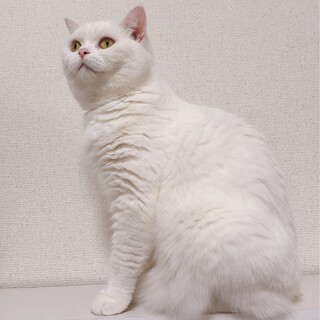 甘えん坊な男の子のスコティッシュフォールド