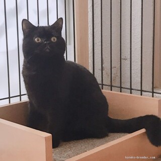 スコティッシュフォールドの男の子