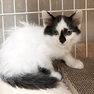 【10/19東日本橋】パヤパヤ♡アララちゃん